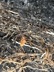 Talitroides topitotum