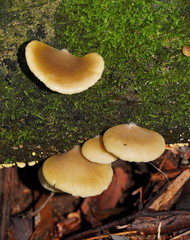 Pleurotus purpureo-olivaceus