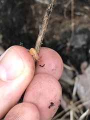 Talitroides topitotum