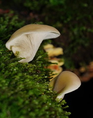 Pleurotus purpureo-olivaceus