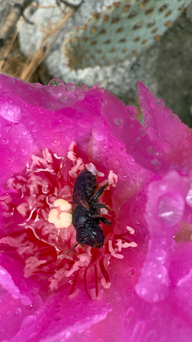 iNaturalist observation photo of Orange-tipped Woodborer