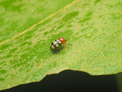 Cryptocephalus luteosignatus