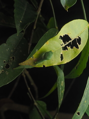 Papilio polytes