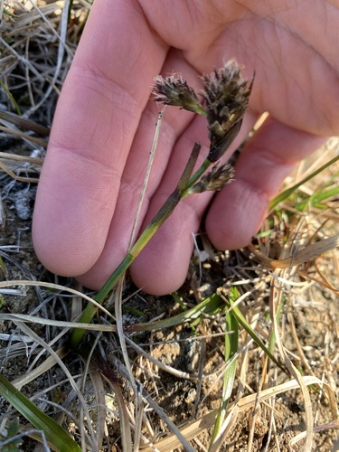 Common Cottongrass
