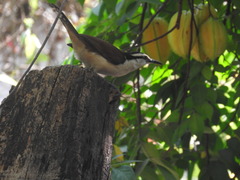 Campylorhynchus chiapensis
