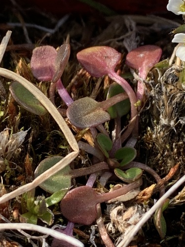 greenland cochlearia