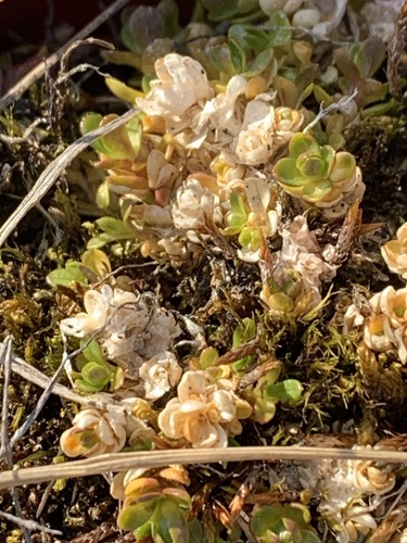 Regel's Chickweed