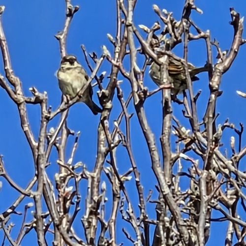House Sparrow