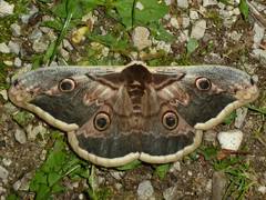 Saturnia pyri