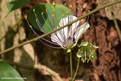 Crateva unilocularis