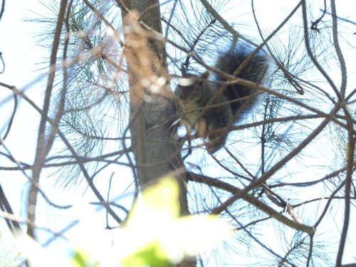 Western Gray Squirrel observed by muddphoto