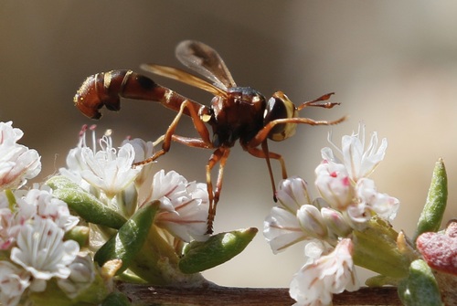 iNaturalist observation photo of Physocephala texana