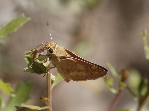 iNaturalist observation photo of Woodland Skipper