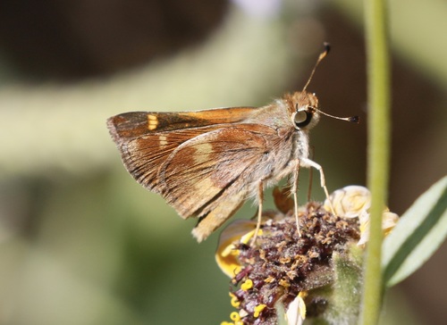 iNaturalist observation photo of Umber Skipper