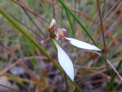 Eriochilus collinus