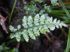 Asplenium lamprophyllum, photograph (c) Hannah Whittall, some rights reserved (CC BY)