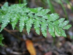 Asplenium lamprophyllum, photograph (c) Hannah Whittall, some rights reserved (CC BY)