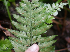 Asplenium lamprophyllum, photograph (c) Hannah Whittall, some rights reserved (CC BY)
