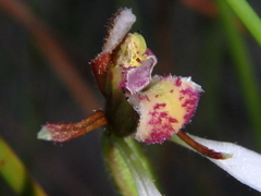 Eriochilus collinus