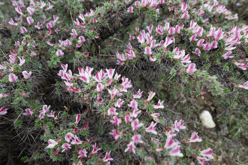 Caragana jubata, photograph 1