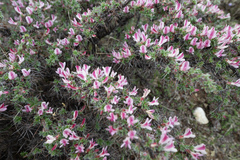 Caragana jubata, photograph (c) Morten Ross, some rights reserved (CC BY)