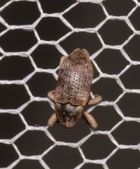 Mitrastethus australiae