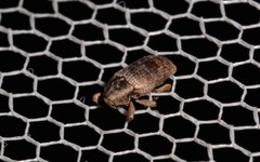 Mitrastethus australiae