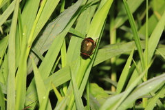 Anomala russiventris