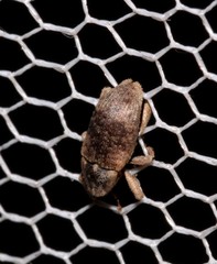 Mitrastethus australiae