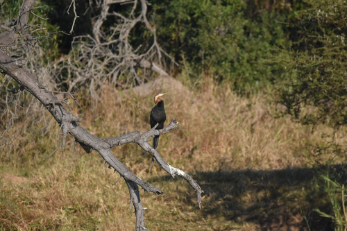 iNaturalist image