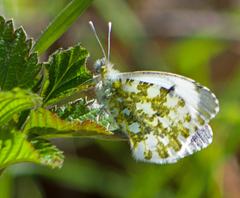Euchloe ausonia