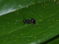 Polyrhachis lucidula