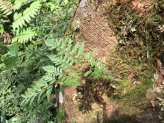 Davallia trichomanoides