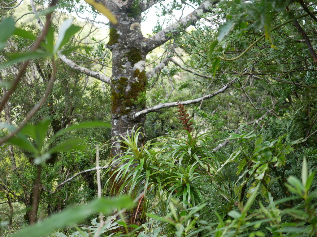 Dracophyllum latifolium; photograph (c) Hannah Whittall, some rights reserved (CC BY)