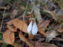 Eriochilus collinus