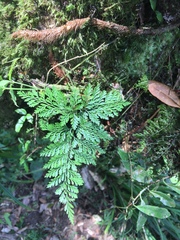 Davallia trichomanoides