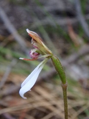 Eriochilus collinus