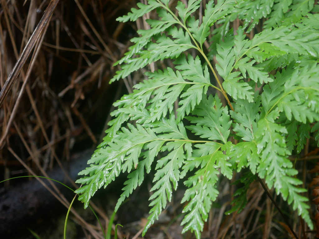 Loxsoma cunninghamii; photograph (c) Hannah Whittall, some rights reserved (CC BY)