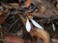 Eriochilus collinus