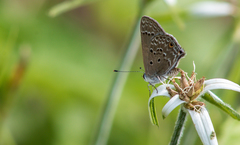 Strymon bubastus bubastus