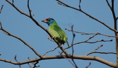 Psilopogon asiaticus