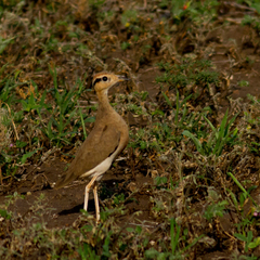 Cursorius temminckii