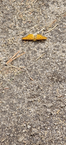 iNaturalist observation photo of Great Basin Fritillary