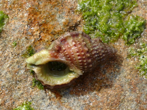Bursa granularis observed 2026-07-15
