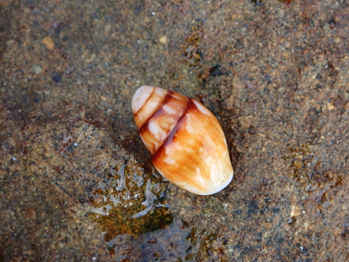 Pyrene flava observed 2026-07-15