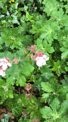Geranium macrorrhizum