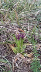 Anacamptis morio caucasica