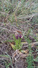 Anacamptis morio caucasica