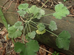 Pelargonium fragrans
