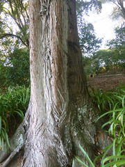Cupressus torulosa